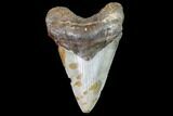 Fossil Megalodon Tooth - North Carolina #104995-1